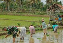 http://seputarmadura.com/wp-content/uploads/2018/12/Babinsa-Tingkatkan-Pendampingan-Melalui-Upsus-Kepada-Poktan-Suka-Maju.jpg