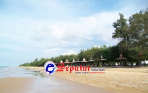 Dijadikan Tambak Udang, Cemara Udang di Sumenep Terancam Punah