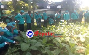 Dishutbun Sumenep Terima Studi Banding Dinas Perkebunan Provinsi Jawa Tengah.