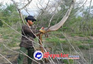 Hama Belalang Serang Tanaman Cemara Udang, Warga Sumenep Kebingungan