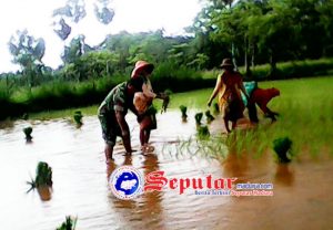 Wujudkan Swasembada Beras, Babinsa Koramil Dasuk Sumenep Lakukan Pendampingan Upsus‎