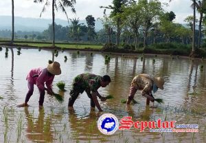 Babinsa Ketawang Karay Koramil Ganding Sumenep Pendampingan Upsus Ltt Padi