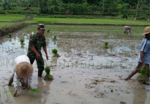 Babinsa Koramil Ganding Sumenep Laksanakan Pendampingan Upsus Ltt