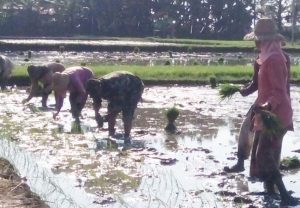 Babinsa Pragaan Sumenep Bantu Kelompok Tani Tanam Padi Jenis Ci Herang