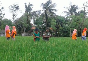 Perangi Hama Wereng Babinsa Ambunten Sumenep Bantu Petani Lakukan Penyemprotan