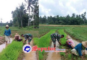 Menuju Swasembada Pangan Babinsa Koramil Rubaru Sumenep Dampingi Petani Siapkan Bibit Padi