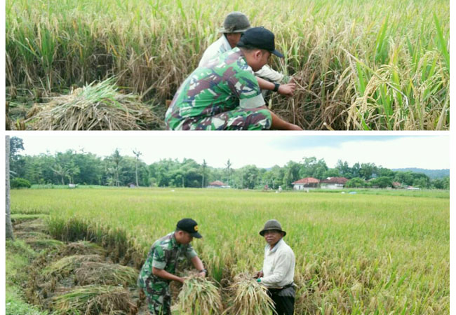 Bantu Petani Sumenep Panen Padi Babinsa Terjun ke Sawah Pakai Alat Tradisional