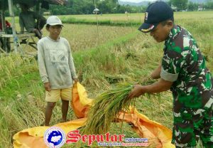 Pendampingan Babinsa di Sumenep Hingga Petani Panen Padi