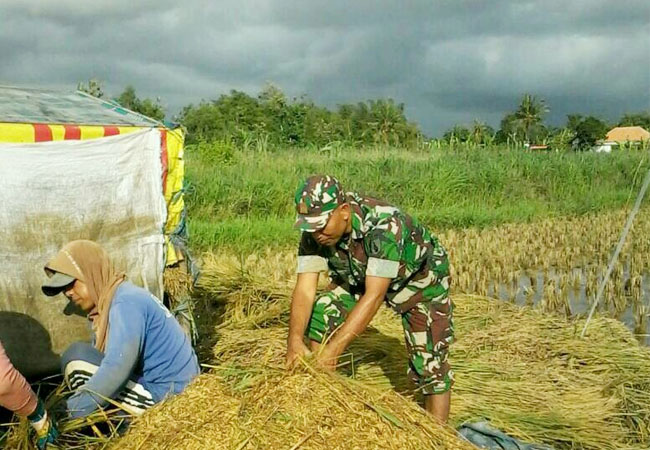 Wujudkan Swasembada Pangan Babinsa Saronggi Turun ke Sawah