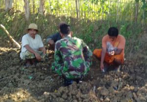 Babinsa Pajudan Dungdang Koramil Guluk-Guluk Berikan Motivasi Petani Jagung