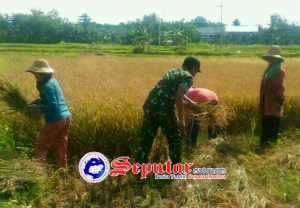 Jaga Kwalitas Babinsa Gadding Koramil Manding Intes Dampingi Petani Panen Padi