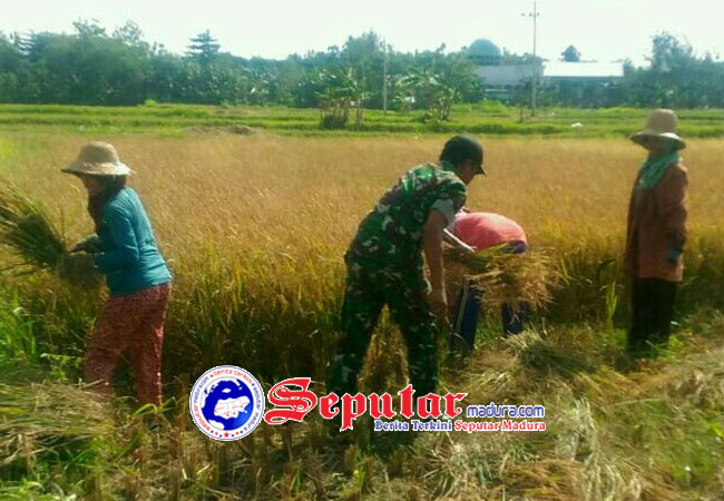 Jaga Kwalitas Babinsa Gadding Koramil Manding Intes Dampingi Petani Panen Padi