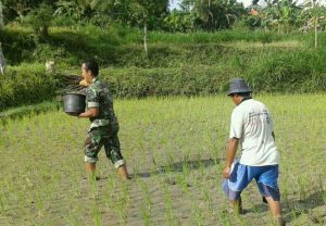 Babinsa Kerta Timur Dampingi Petani Melakukan Pemupukan Padi