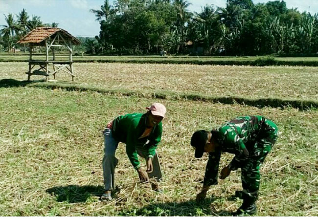 Berharap Hasil Bagus Babinsa Koramil Gapura Bantu Bersihkan Rumput di Lahan Kedelai