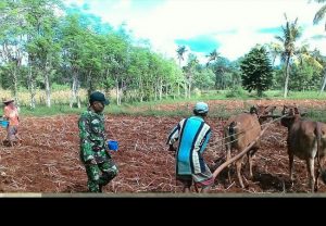 Terus Dukung Program Swasembada Pangan Babinsa Koramil Dasuk Bantu Petani Tanam Jagung