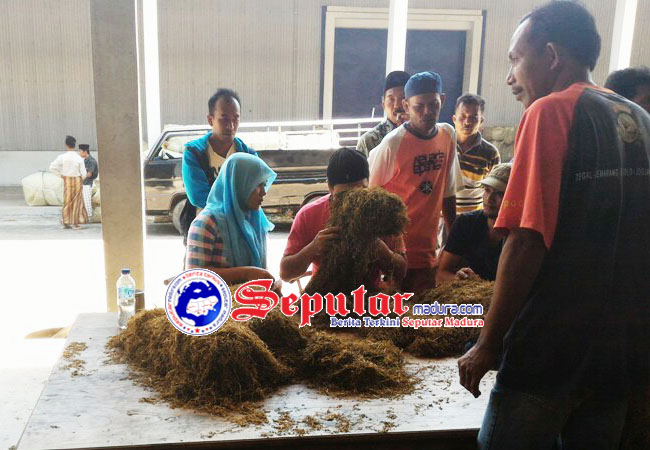 Dua Perwakilan Perusahaan Rokok di Sumenep Butuh 3600 Ton Tembakau Rajangan