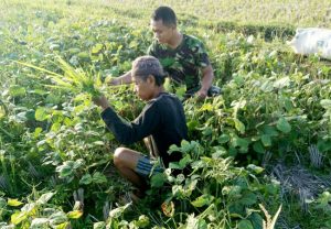 Lindungi Tanaman Babinsa Koramil Lenteng Bersama Petani Kedelai Bersihkan Rumput Liar