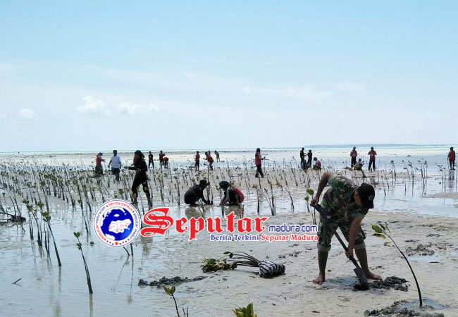Tekan Abrasi Koramil Masalembu Sumenep Tanam Mangrove di Pinggir Pantai Masnah