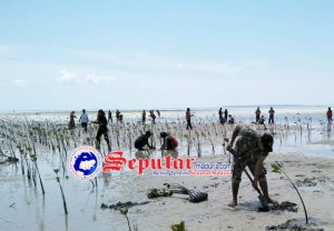 Tekan Abrasi Koramil Masalembu Sumenep Tanam Mangrove di Pinggir Pantai Masnah