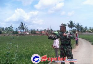 Jaga Kwalitas Babinsa Angon-Angon Sumenep Bantu Petani Halau Burung Pemakan Padi