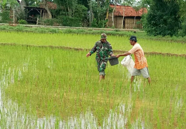 https://seputarmadura.com/wp-content/uploads/2018/12/Babinsa-Tambak-Agung-Sumenep-Jadi-Motivator-Proses-Produksi-Pangan.jpg