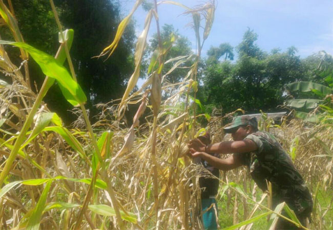 https://seputarmadura.com/wp-content/uploads/2019/01/Babinsa-Raas-Sumenep-Dampingi-Petani-Cek-Hama-Jagung.jpg