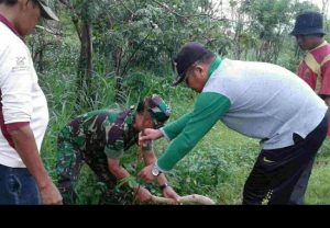https://seputarmadura.com/wp-content/uploads/2019/01/Kodim-Sumenep-Tanam-10780-Bibit-Pohon-Mahoni.jpg