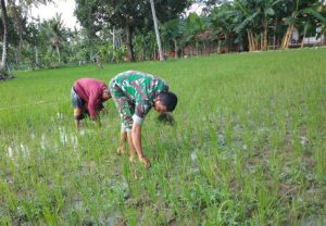 https://seputarmadura.com/wp-content/uploads/2019/01/Semangat-Babinsa-0827-14-Batang-Batang-Membantu-Petani-Di-Sawah.jpg