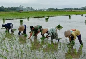 https://seputarmadura.com/wp-content/uploads/2019/01/Wujudkan-Swapang-Babinsa-Sumenep-Bantu-Petani-Tanam-Padi.jpg