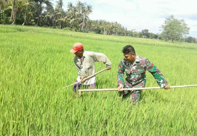 https://seputarmadura.com/wp-content/uploads/2019/02/Babinsa-Koramil-Manding-Dampingi-Petani-Dalam-Penyiangan-Padi.jpg