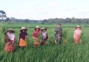 https://seputarmadura.com/wp-content/uploads/2019/02/Babinsa-Sumenep-Bantu-Petani-Menyiangi-Rumput-di-Tanaman-Padi.jpg