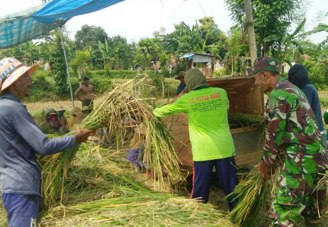 https://seputarmadura.com/wp-content/uploads/2019/05/Babinsa-Koramil-0827-15-Batuputih-Bantu-Petani-Panen-Padi.jpg