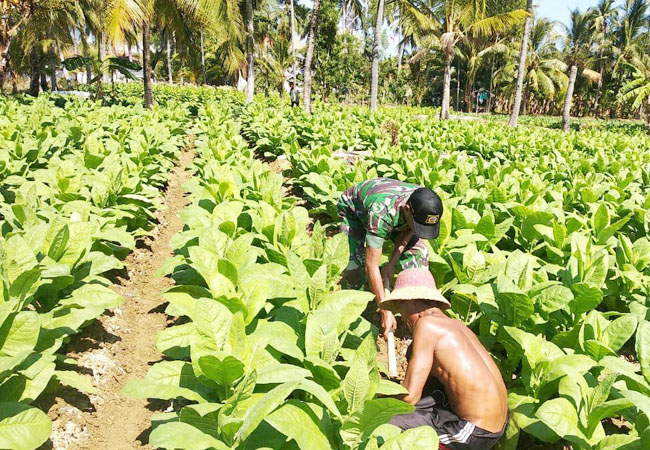 https://seputarmadura.com/wp-content/uploads/2019/08/Produksi-Tembakau-di-Sumenep-Diperkirakan-Mencapai-8600-ton.jpg