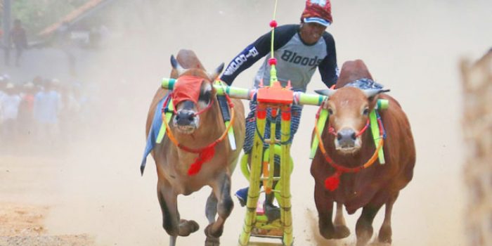 https://seputarmadura.com/wp-content/uploads/2019/09/36-Pasang-Sapi-Bakal-Rebut-Piala-Bergilir-Presiden-RI-Diajang-Karapan-Sapi-di-Sumenep.jpg
