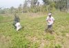 https://seputarmadura.com/wp-content/uploads/2019/09/Aksi-Babinsa-Batang-Batang-Sumenep-Turun-Sawah-Bantu-Pemupukan-Tanaman-.jpg