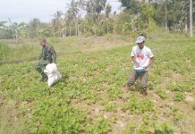 https://seputarmadura.com/wp-content/uploads/2019/09/Aksi-Babinsa-Batang-Batang-Sumenep-Turun-Sawah-Bantu-Pemupukan-Tanaman-.jpg