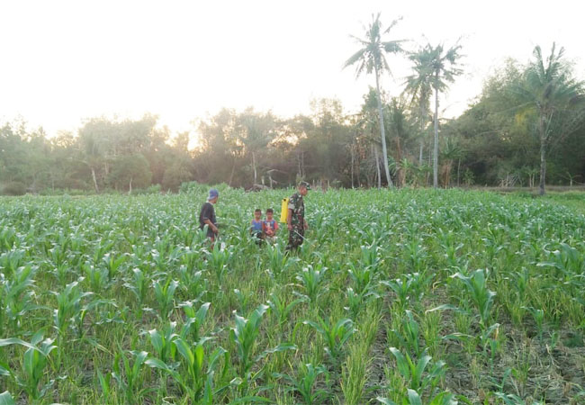 https://seputarmadura.com/wp-content/uploads/2019/09/Kegiatan-Sosial-Babinsa-Koramil-Gapura-Bantu-Penyemprotan-Hama-Wereng.jpg