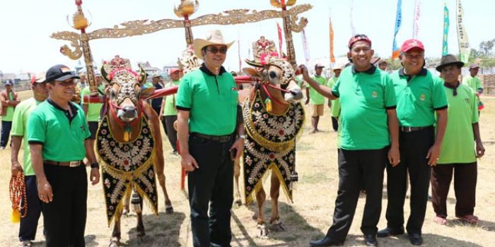 https://seputarmadura.com/wp-content/uploads/2019/09/Pagelaran-Sapi-Tanggapan-di-Sumenep-Harus-Tetap-Dilestarikan-Sebagai-Warisan-Budaya-.jpg