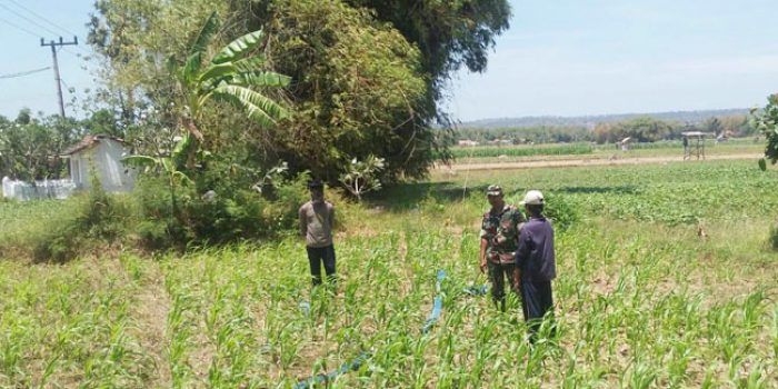 https://seputarmadura.com/wp-content/uploads/2019/09/Upsus-Pendampingan-Babinsa-Koramil-Lenteng-Terhadap-Petani-Jagung.jpg