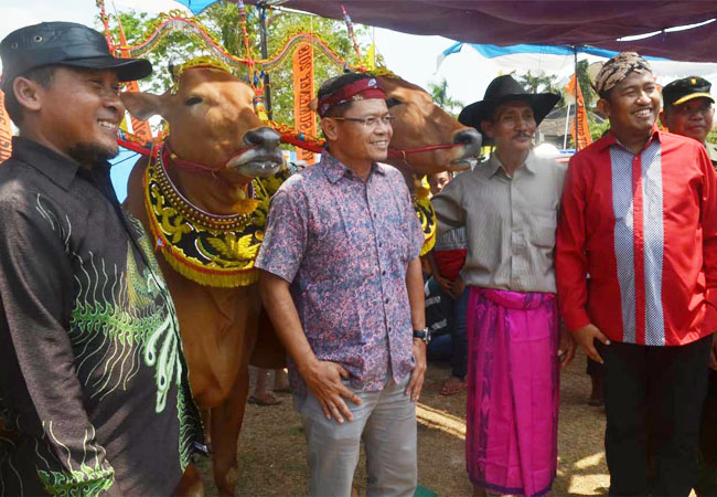 https://seputarmadura.com/wp-content/uploads/2019/09/Wabup-Sumenep-Kontes-Sape-Sonok-Bagian-Lestarikan-Warisan-Budaya.jpg