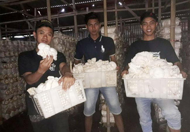 https://seputarmadura.com/wp-content/uploads/2019/12/Hasil-Budidaya-Jamur-WMS-Diminati-Hingga-Luar-Daerah.jpg