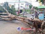 https://seputarmadura.com/wp-content/uploads/2019/12/Pohon-Roboh-Aliran-Listrik-Kawasan-Pandian-Sumenep-Padam.jpg
