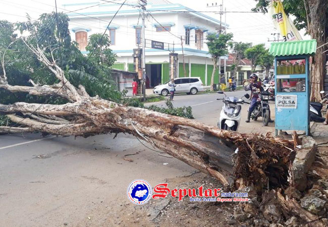 https://seputarmadura.com/wp-content/uploads/2019/12/Pohon-Roboh-Aliran-Listrik-Kawasan-Pandian-Sumenep-Padam.jpg