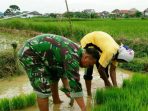 Aksi Babinsa Koramil Kota Bantu Petani Mencabut Benih Padi https://seputarmadura.com/wp-content/uploads/2020/01/Aksi-Babinsa-Koramil-Kota-Bantu-Petani-Mencabut-Benih-Padi.jpg