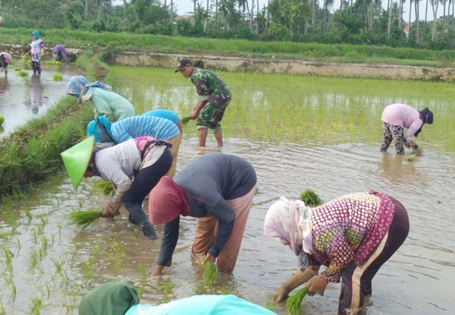 https://seputarmadura.com/wp-content/uploads/2020/01/Sepenuh-Hati-Babinsa-Koramil-Kangean-Bantu-Tanam-Padi-Di-Sawah.jpg