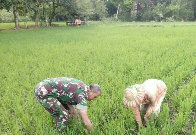 https://seputarmadura.com/wp-content/uploads/2020/02/Demi-Hasil-Panen-Maksimal-Babinsa-Koramil-Kota-Ikut-Bersihkan-Gulma.jpg