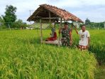 https://seputarmadura.com/wp-content/uploads/2020/03/Ikut-Menjaga-Serangan-Burung-Ditanaman-Padi-Babinsa-Koramil-Sapudi-Turun-ke-Sawah.jpg