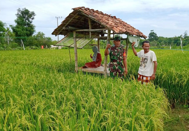 https://seputarmadura.com/wp-content/uploads/2020/03/Ikut-Menjaga-Serangan-Burung-Ditanaman-Padi-Babinsa-Koramil-Sapudi-Turun-ke-Sawah.jpg