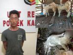 https://seputarmadura.com/wp-content/uploads/2020/10/Kambing-Hasil-Curian-Digembalakan-di-Tepi-Sungai-Seret-Sang-Pelaku.jpg