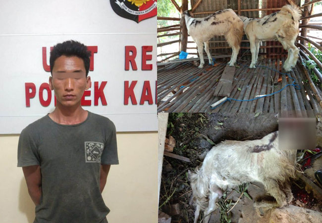 https://seputarmadura.com/wp-content/uploads/2020/10/Kambing-Hasil-Curian-Digembalakan-di-Tepi-Sungai-Seret-Sang-Pelaku.jpg